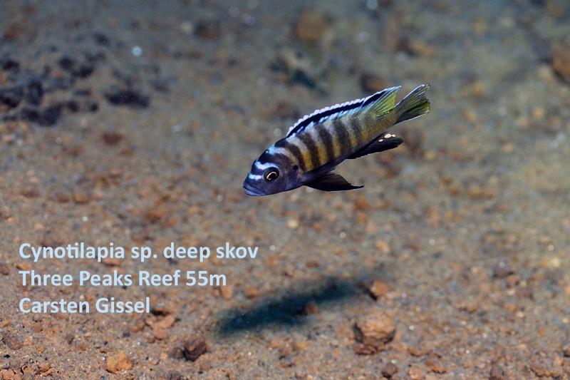 Cynotilapia sp. 'deep skov' Three Peaks Reef